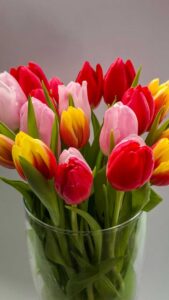 Elegant Tulip