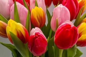 Elegant Tulip
