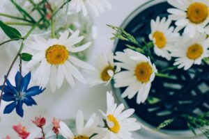 Daisy Fresh Bouquet