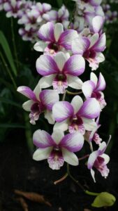 Exotic Orchid Arrangement