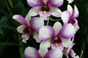 Exotic Orchid Arrangement