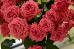 Elegant Pink Bouquet